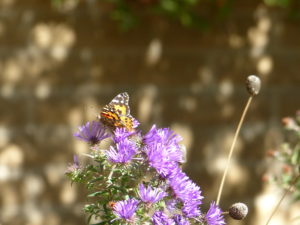 Butterfly on Aster