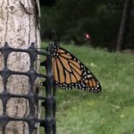Monarch on a tree.