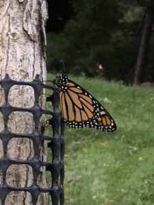 Monarch on a tree.