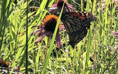 Monarchs On Their Way South