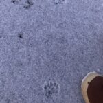 Fox prints and Boot