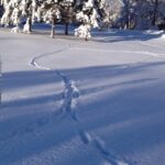 Line of deer trail in snow