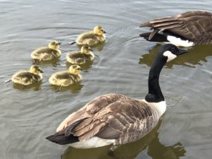 Adult goose and goslings