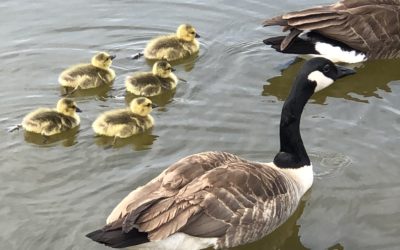 Goose Daycare