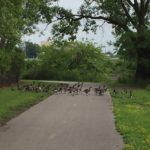 Geese on Trail