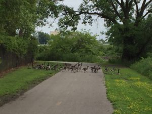 Geese on Trail