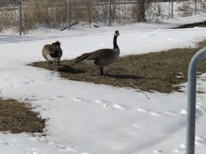 Goose couple in the snow