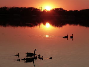 Goose families at sunset.