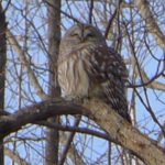 Barred Owl in a tree