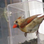 Female Cardinal on window feeder.