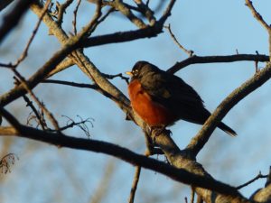 A robin sits in a tree