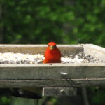 Red bird on a feeder