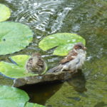 Two birds bathing in a pond.