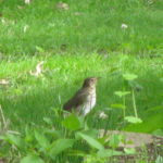 Speckled thrush on the lawn