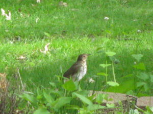 Speckled thrush on the lawn