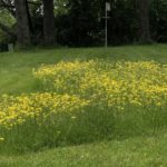 Patch of Yellow Hawkweed