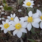Comparison of Bloodroot to Star of Bethlehem