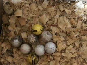 Image of golf balls in a hen nest.
