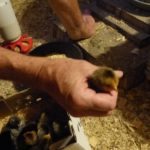 person placing a chick under a broody hen.