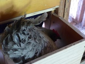 Broody Hen in a nest