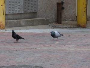 Pigeons on ground
