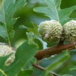 Image of acorns