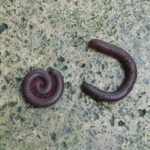Two millipedes
