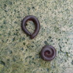 Millipedes curled up
