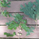 Comparison of oak leaves