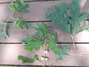 Comparison of oak leaves