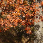 Image of russet oak leaves