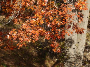 Image of russet oak leaves