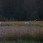 Albino deer in field