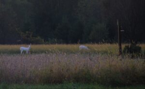 Albino deer in field