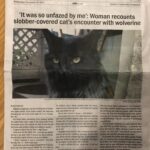 Picture and article about a cat attacked by a wolverine