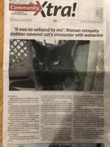 Picture and article about a cat attacked by a wolverine