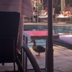 A duck walking by swimming pool at a Hawaiian resort