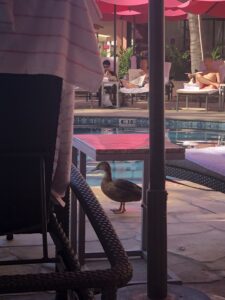 A duck walking by swimming pool at a Hawaiian resort