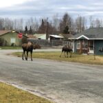Mother moose and baby stroll down a suburban road.