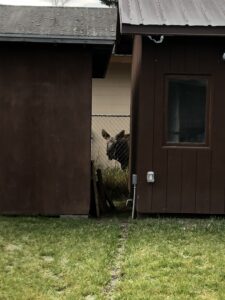 baby moose peers between two buildings.