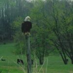 Bald Eagle sitting on fence post
