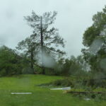Firs Trees don in storm