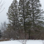 Three Fir Trees in Winter