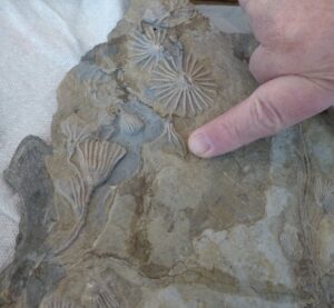 man pointing to crinoids on a fossil slab