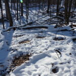 bare spot in woods where deer lie down