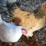 Bramha and California White Chicken