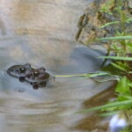 two toads mating