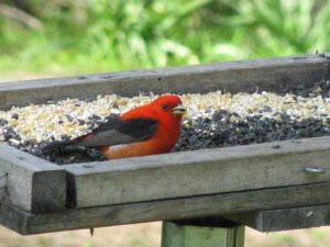 bird on platform feeder