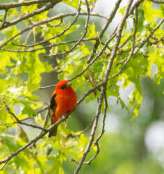 Scarlet Tanagers