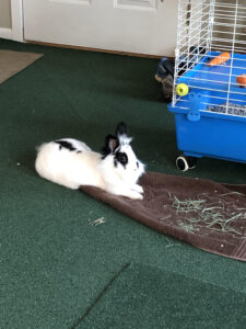 Rabbit lying down